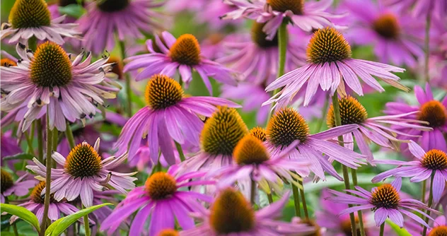 Exploring the Wonders of Echinacea for Your Well-being